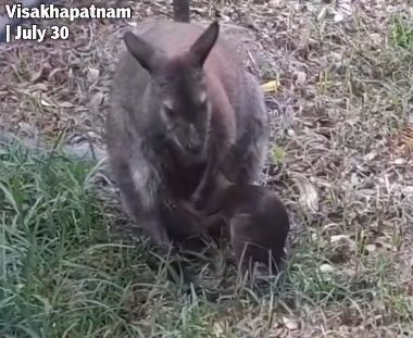 IGZP Celebrates Wallaby Birth; Eastern Ghats Provide Habitat