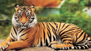 Tigress T132F's Injury Highlights Poaching Threat to NSTR Tigers