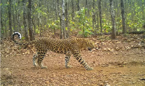 Odisha to Introduce Male Tigers in Similipal for Natural Breeding