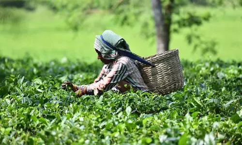 Indian Tea Industry Grappling With Challenges: ITA