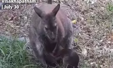 Eastern Ghats Offer Perfect Climate for Wallabies, IGZP Sees Reproductive Success Eastern Ghats Offer Perfect Climate for Wallabies, IGZP Sees Reproductive Success