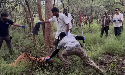 NSTR Tigress Battles for Life With a Gaping Hole in Her Throat NSTR Tigress Battles for Life With a Gaping Hole in Her Throat