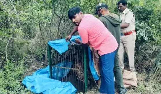Leopard Captured At Forest Trek Park in Moinabad