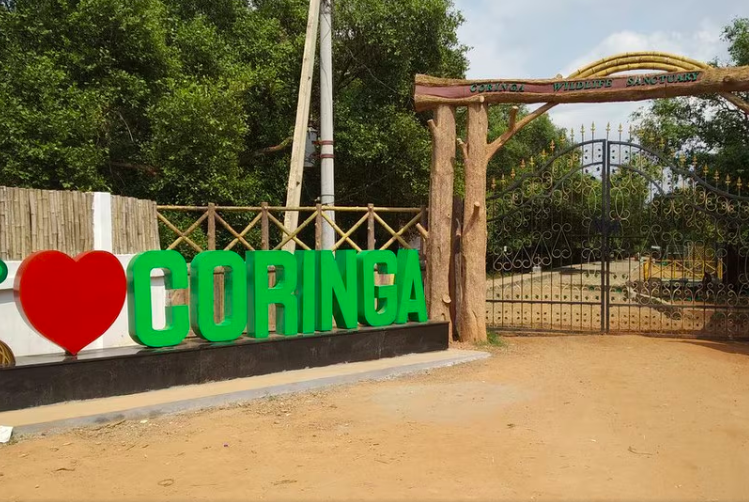 Fishing Cats Radio-Collared for Study in Coringa Wildlife Sanctuary
