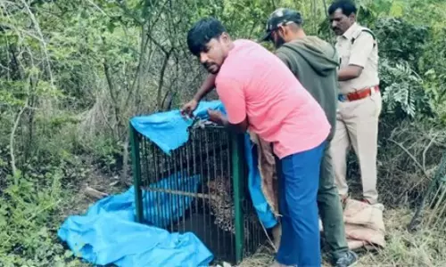 Leopard Captured At Forest Trek Park in Moinabad
