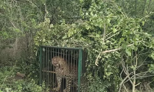 Leopard Captured at Golconda After 22-Day Hunt