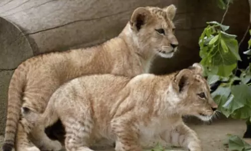 Three Lion Cubs Die in 3 Days in Gujarats Amreli; Nine Felines to Undergo Tests Three Lion Cubs Die in 3 Days in Gujarats Amreli; Nine Felines to Undergo Tests