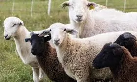 Sheep Prices Soar in Andhra Pradesh Ahead of Dasara Sheep Prices Soar in Andhra Pradesh Ahead of Dasara