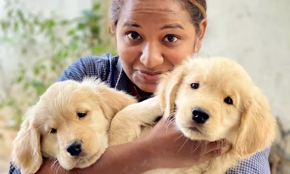 Vets Flag Rising Pet Obesity