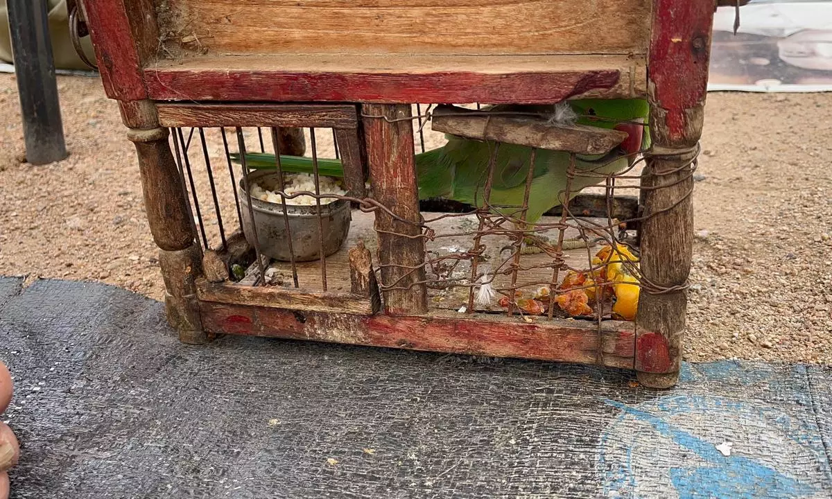 5 Parakeets Rescued Near Kondagattu Temple After Menaka Gandhi Steps In