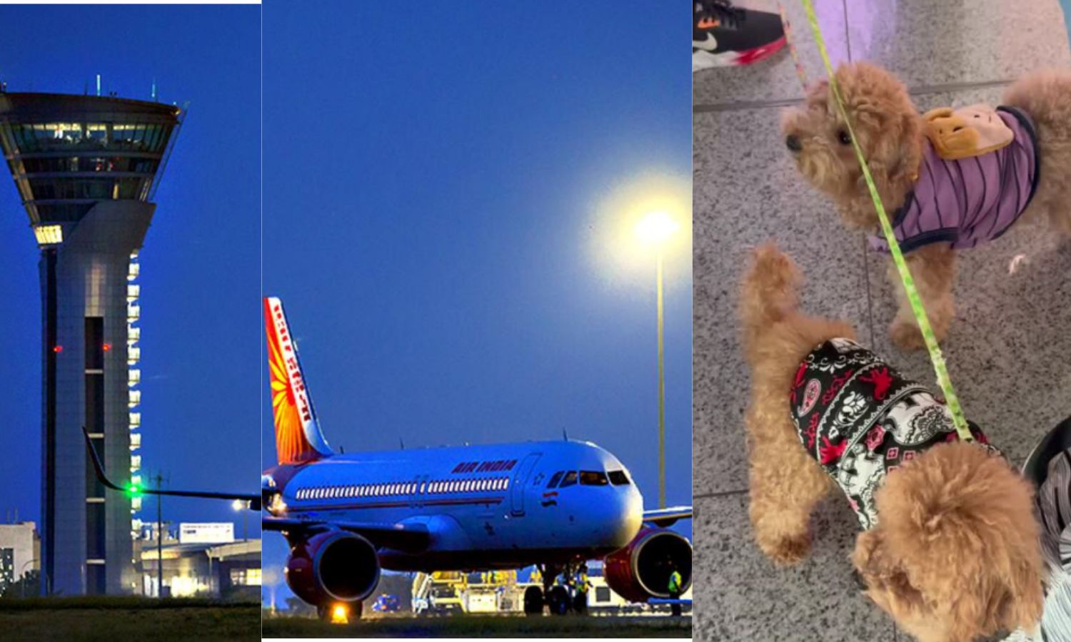 Hyderabad Airport Introduces Therapy Dog Program
