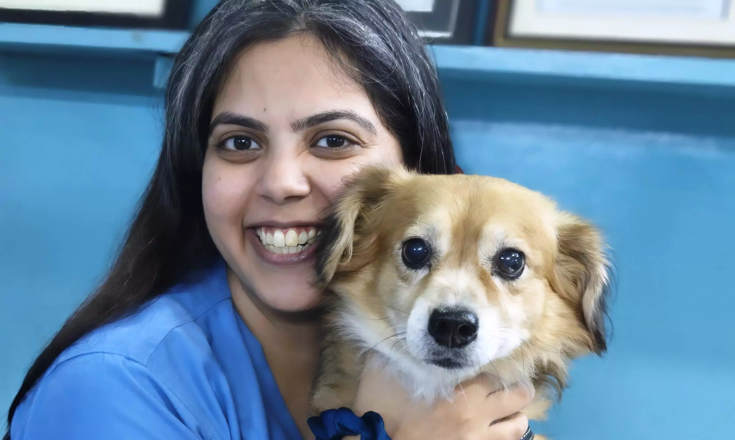 Vets Flag Rising Pet Obesity