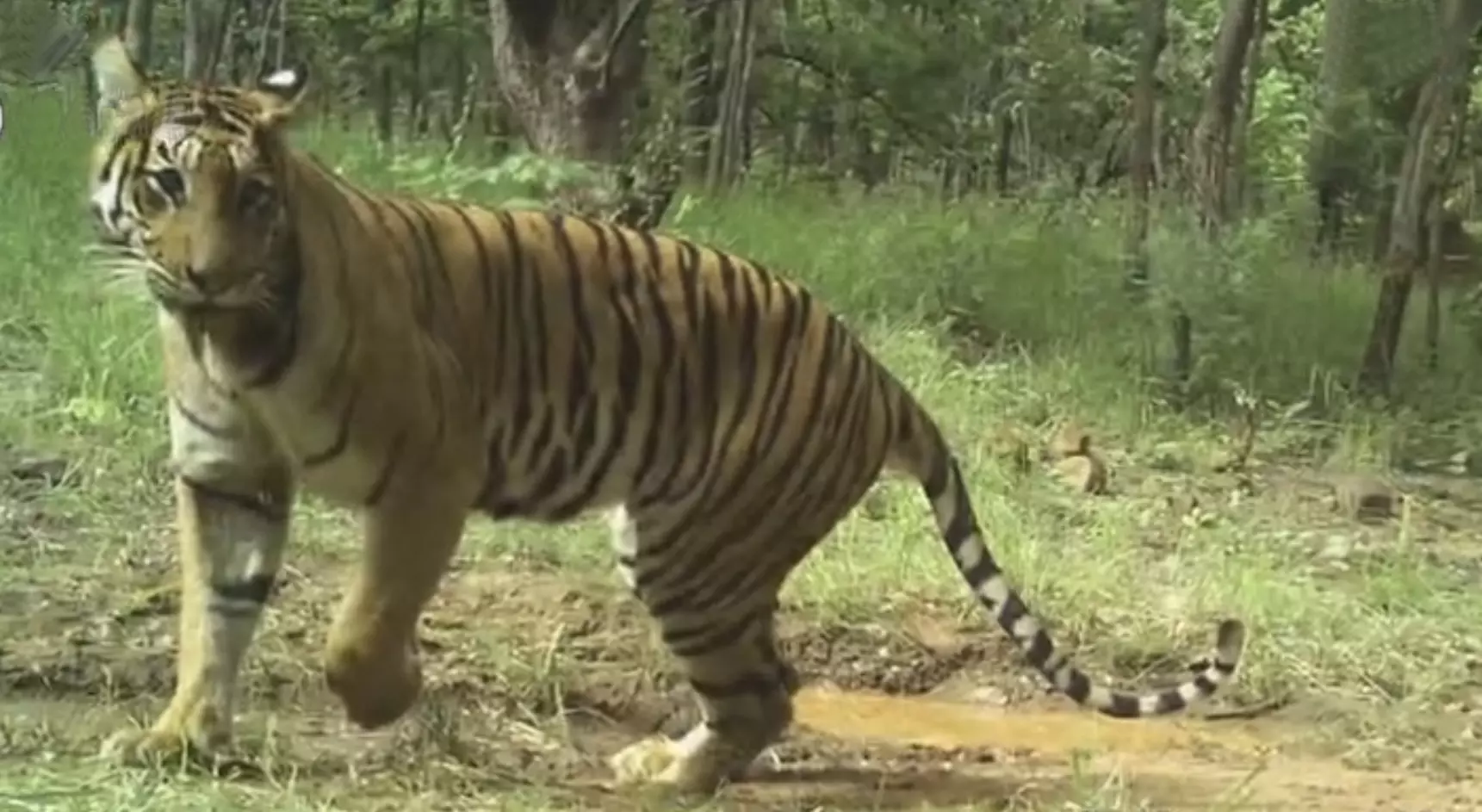 Poachers Snare Claims NSTR Tigress After 26-Day Struggle