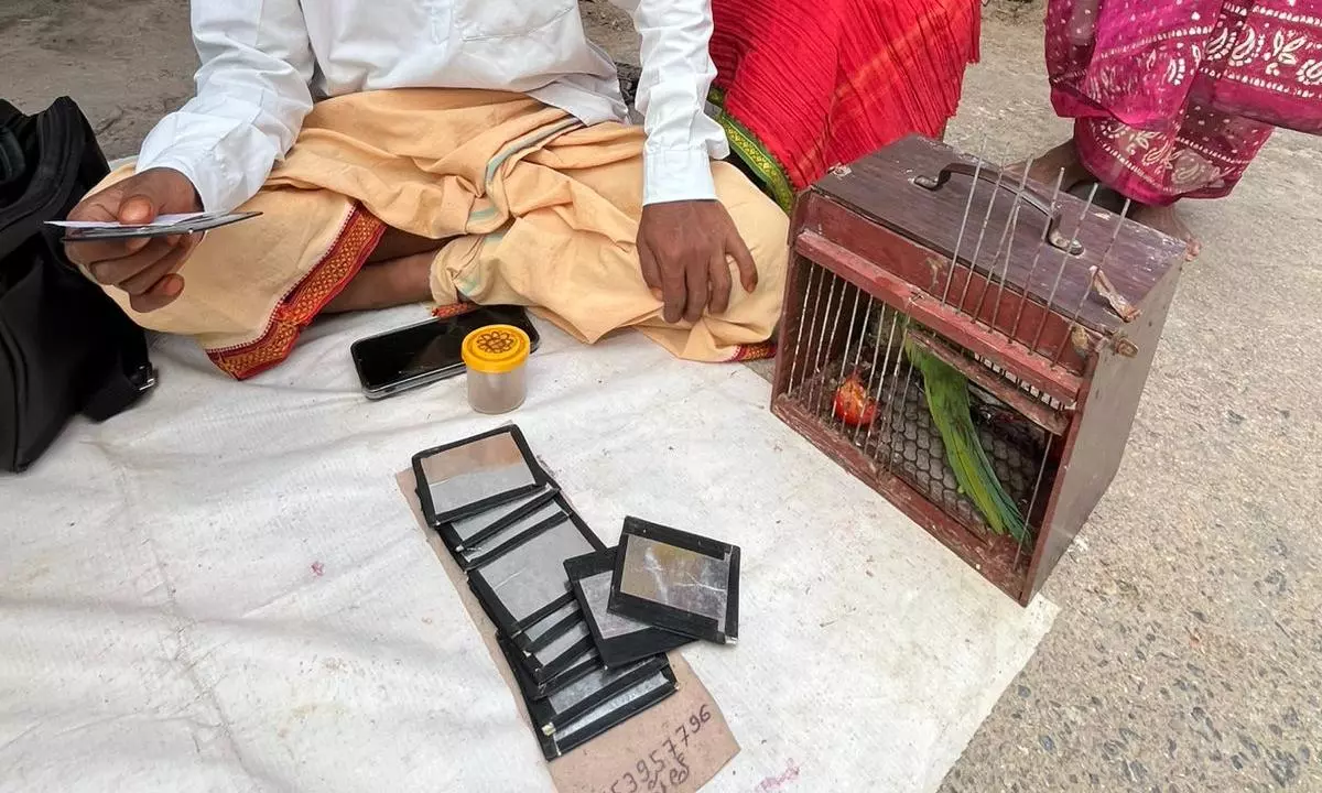 5 Parakeets Rescued Near Kondagattu Temple After Menaka Gandhi Steps In