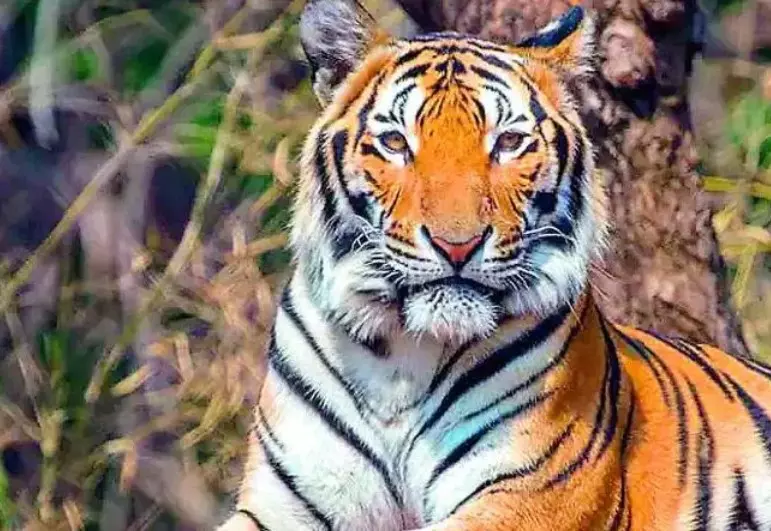 Ethanol Plant Near KB Asifabad Tiger Corridor on Telangana Wildlife Board Agenda Ethanol Plant Near KB Asifabad Tiger Corridor on Telangana Wildlife Board Agenda