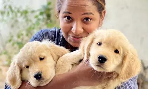 Vets Flag Rising Pet Obesity Vets Flag Rising Pet Obesity