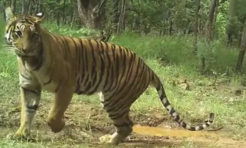 Poachers Snare Claims NSTR Tigress After 26-Day Struggle Poachers Snare Claims NSTR Tigress After 26-Day Struggle