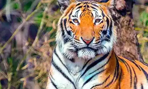 Ethanol Plant Near KB Asifabad Tiger Corridor on Telangana Wildlife Board Agenda Ethanol Plant Near KB Asifabad Tiger Corridor on Telangana Wildlife Board Agenda