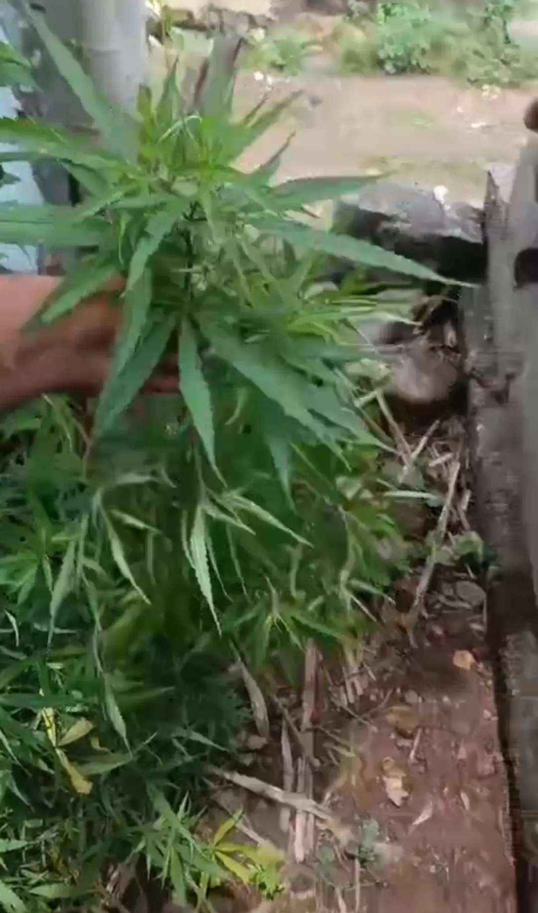 24-Year-Old Held For Growing Ganja Plant At Home