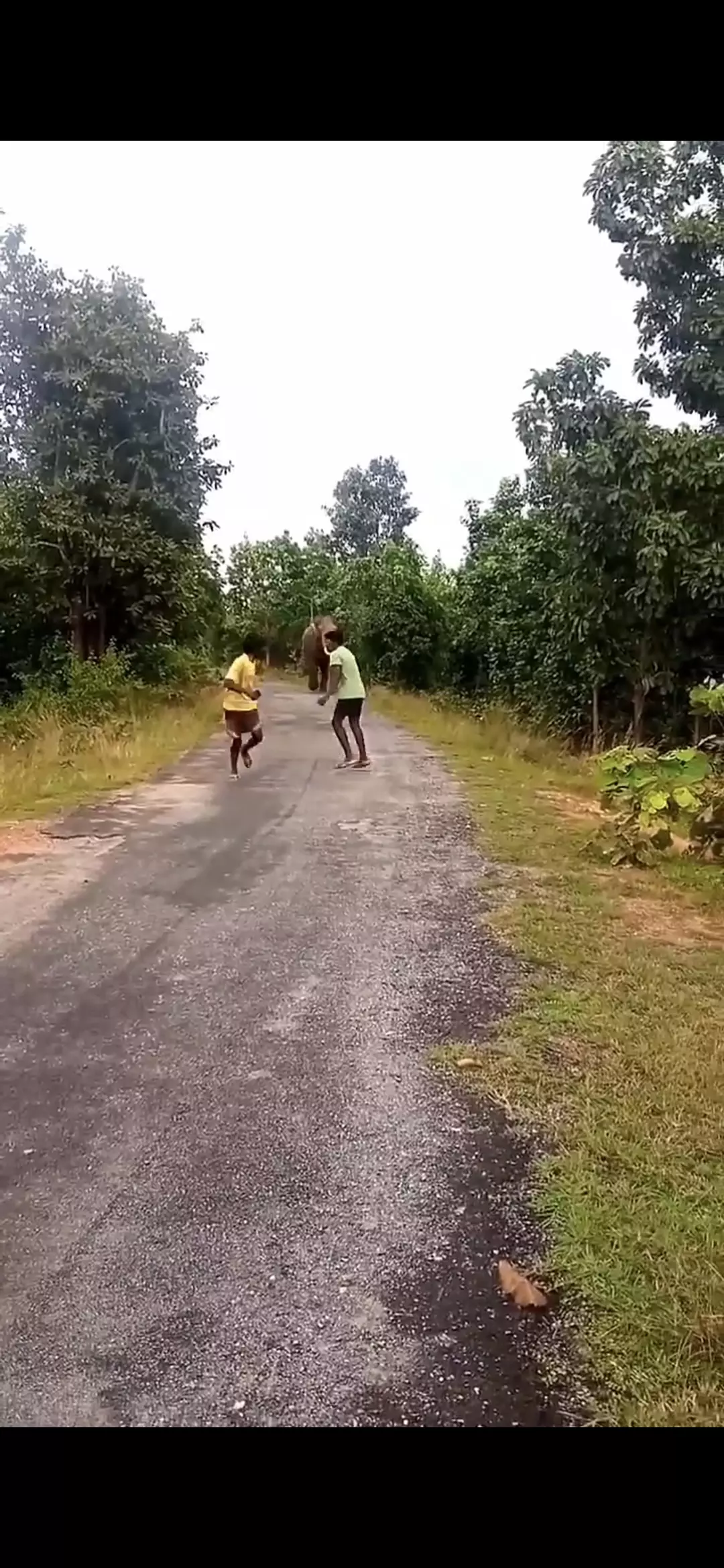 Selfie-Stunt With Wild Tusker Almost Costs Lives Of Youths In Chhattisgarh Village