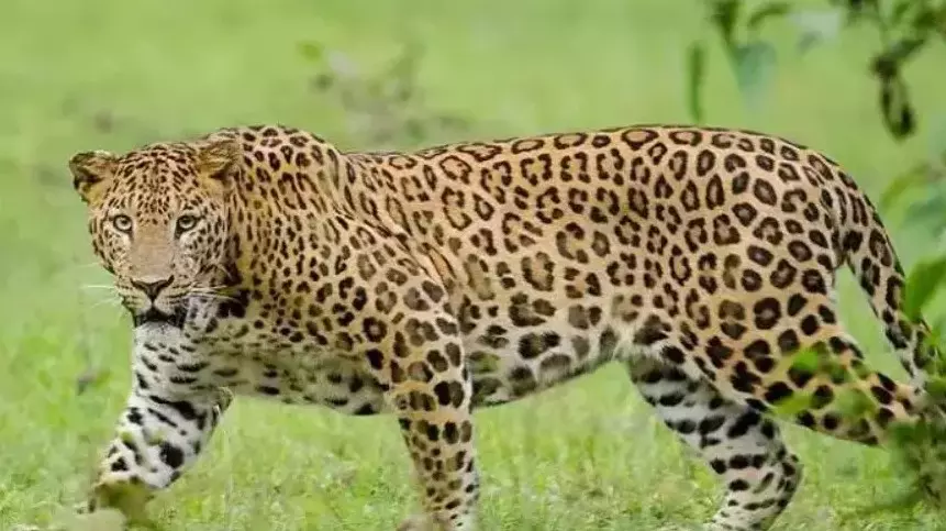 Leopard Seen Moving In Mahantham