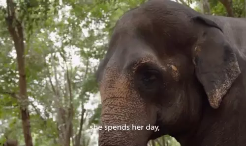 Elephant Madhuri Relocated to Gujarat Facility Run by Vantara