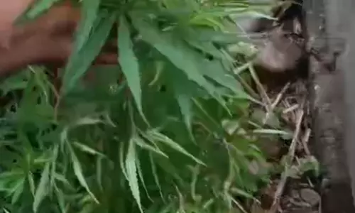 24-Year-Old Held For Growing Ganja Plant At Home