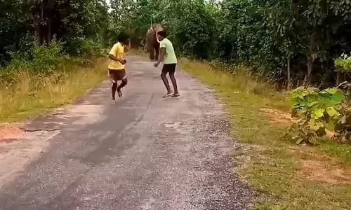 Selfie-Stunt With Wild Tusker Almost Costs Lives Of Youths In Chhattisgarh Village