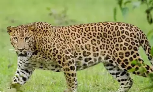 Leopard Seen Moving In Mahantham