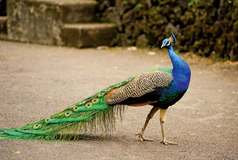 Peacocks Found Dead in Karnataka; Cause Under Investigation