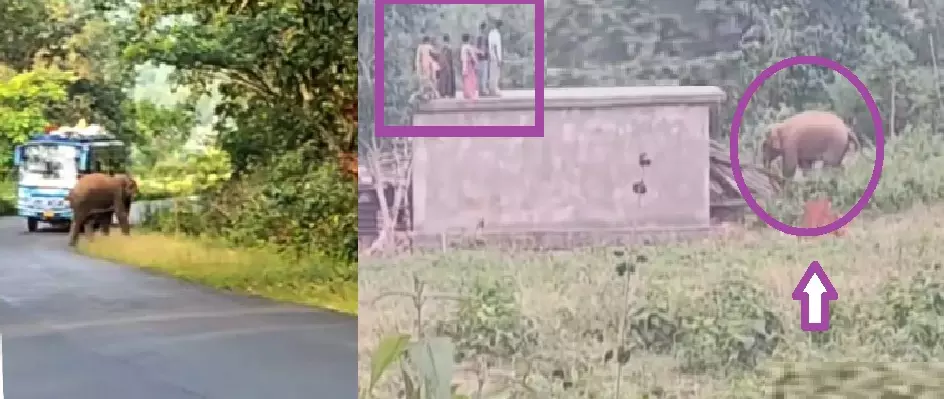 Odisha Villagers Sleep On Rooftops As Rogue Tusker Wreaks Havoc For Over A Week