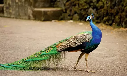 20 Peacocks Found Dead Under Mysterious Circumstances in Tumakuru