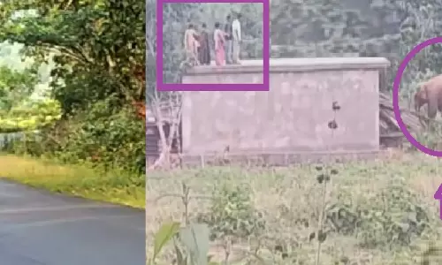 Odisha Villagers Sleep On Rooftops As Rogue Tusker Wreaks Havoc For Over A Week