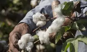 Robust Cotton Crop Anticipated In Adilabad