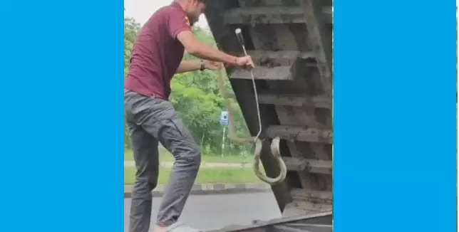 Massive Cobra Rescued after Getting Trapped Under Truck Tyre in Odisha
