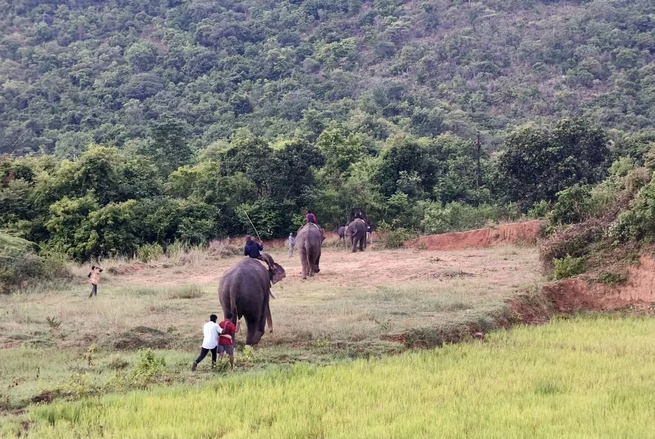 Scoring With Kumkis, AP On Next Steps Of Dealing With Wild Elephants