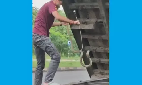 Massive Cobra Rescued after Getting Trapped Under Truck Tyre in Odisha Massive Cobra Rescued after Getting Trapped Under Truck Tyre in Odisha