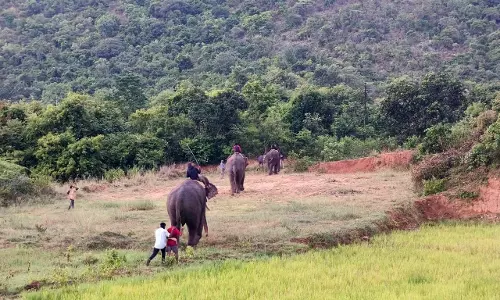 Scoring With Kumkis, AP On Next Steps Of Dealing With Wild Elephants Scoring With Kumkis, AP On Next Steps Of Dealing With Wild Elephants