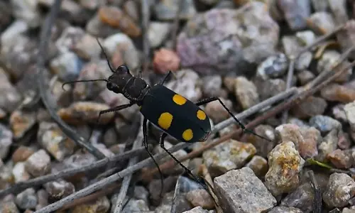 First-ever Tiger Beetle Quest a Success