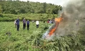 Ganja Destroyed Over 8,600 Acres In Visakhapatnam Range, Other Crops Planted