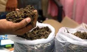 Nine Arrested, 53 Kg Ganja Seized in Srikakulam