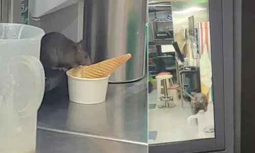 Rat Feasting on Ice Cream Cone at Mumbais 7-Eleven Outlet Sparks Outrage
