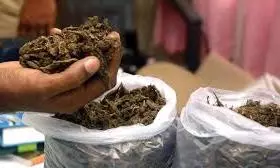 Police Seize 53 Kg Of Ganja, Arrest Nine In Three Cases
