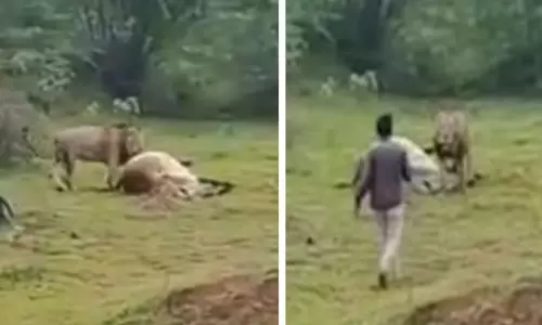Man Arrested For Going Too Close To Lion In Gujarat, Video Goes Viral