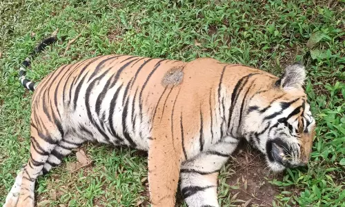 Tigress Found Dead in Bhadra Tiger Reserve