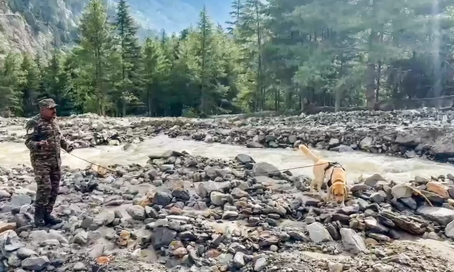 Army Dogs– Sara, Opana, Jansi, Hazel, June, and Rahi, Emerge Heroes in Uttarakhand Floods