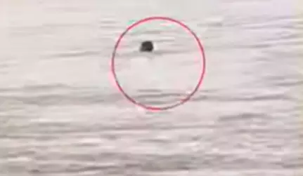 Fishermen Save Man From Raging Stream In NTR District Fishermen Save Man From Raging Stream In NTR District