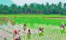 Tariffs: AP’s Agricultural Products Exports To US Likely To Be Hit Hard Tariffs: AP’s Agricultural Products Exports To US Likely To Be Hit Hard