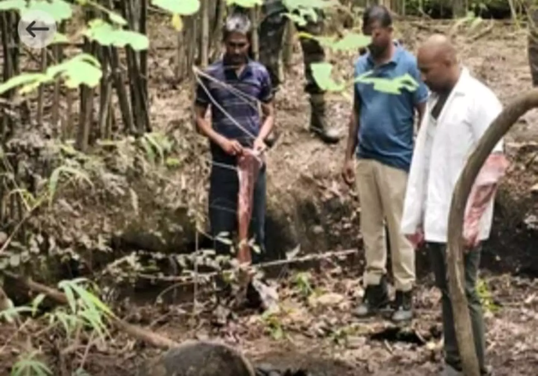 Farmers On Alert After Tiger Sighted In Mahbubabad