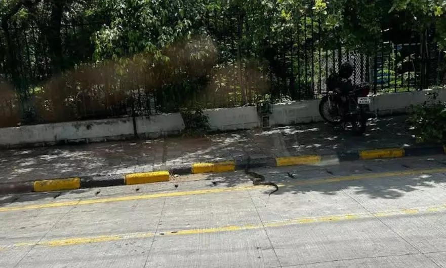 Large Rat Snake Spotted at Sanjeevaiah Park